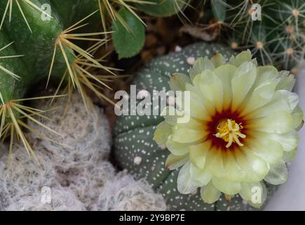 Vue de dessus de la fleur jaune d'Astrophytum asterias (Kabuto cactus) avec Ferocactus echidne et Mammillaria plumosa dans le jardin de cactus. Plante succulente, C Banque D'Images