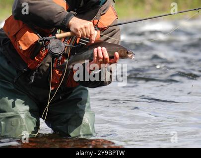 Pêcheur portant des cuissards est debout dans une rivière tenant un ombrage qu'il vient de prendre alors qu'il pêchait à la mouche Banque D'Images