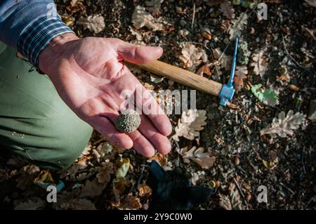 ALBA, ITALIE – 21 OCTOBRE 2022 : un chasseur de truffes recherche des truffes prisées dans les bois luxuriants d'Alba, mettant en valeur le riche patrimoine culinaire de la région Banque D'Images