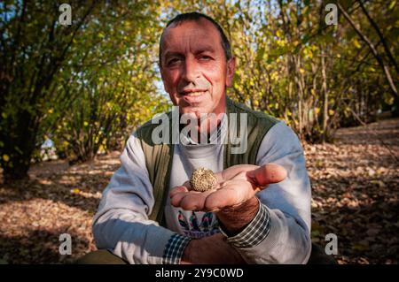 ALBA, ITALIE – 21 OCTOBRE 2022 : un chasseur de truffes recherche des truffes prisées dans les bois luxuriants d'Alba, mettant en valeur le riche patrimoine culinaire de la région Banque D'Images