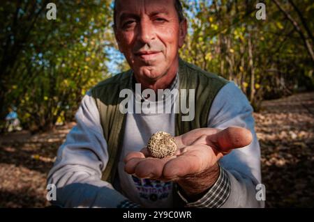 ALBA, ITALIE – 21 OCTOBRE 2022 : un chasseur de truffes recherche des truffes prisées dans les bois luxuriants d'Alba, mettant en valeur le riche patrimoine culinaire de la région Banque D'Images