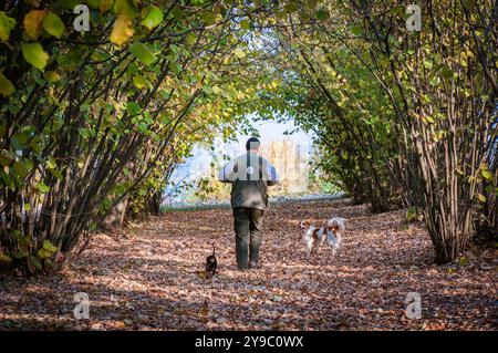 ALBA, ITALIE – 21 OCTOBRE 2022 : un chasseur de truffes recherche des truffes prisées dans les bois luxuriants d'Alba, mettant en valeur le riche patrimoine culinaire de la région Banque D'Images