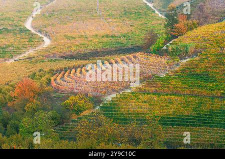 BAROLO, ITALIE – 21 OCTOBRE 2022 : les vignobles renommés de Barolo s'étendent sur des collines vallonnées, produisant certains des meilleurs vins d'Italie. Banque D'Images