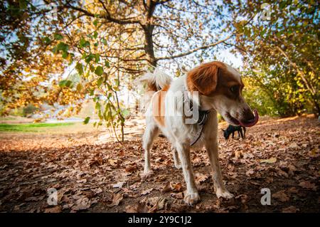 ALBA, ITALIE – 21 OCTOBRE 2022 : un chasseur de truffes recherche des truffes prisées dans les bois luxuriants d'Alba, mettant en valeur le riche patrimoine culinaire de la région Banque D'Images