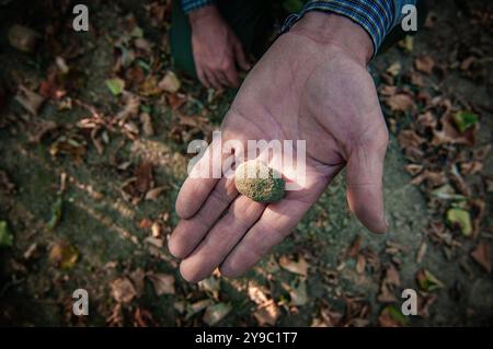 ALBA, ITALIE – 21 OCTOBRE 2022 : un chasseur de truffes recherche des truffes prisées dans les bois luxuriants d'Alba, mettant en valeur le riche patrimoine culinaire de la région Banque D'Images