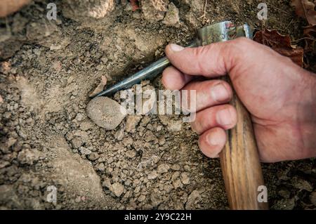 ALBA, ITALIE – 21 OCTOBRE 2022 : un chasseur de truffes recherche des truffes prisées dans les bois luxuriants d'Alba, mettant en valeur le riche patrimoine culinaire de la région Banque D'Images