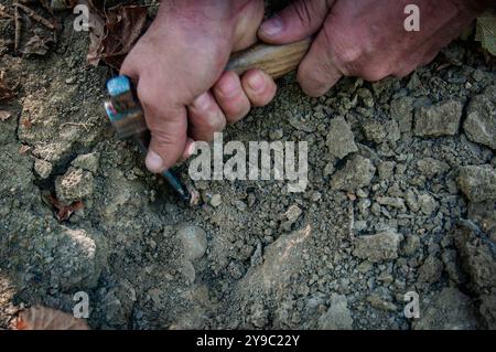 ALBA, ITALIE – 21 OCTOBRE 2022 : un chasseur de truffes recherche des truffes prisées dans les bois luxuriants d'Alba, mettant en valeur le riche patrimoine culinaire de la région Banque D'Images