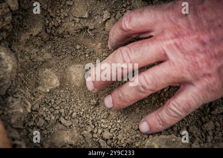 ALBA, ITALIE – 21 OCTOBRE 2022 : un chasseur de truffes recherche des truffes prisées dans les bois luxuriants d'Alba, mettant en valeur le riche patrimoine culinaire de la région Banque D'Images