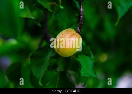 Fruit d'abricot mûr sur Branch Banque D'Images