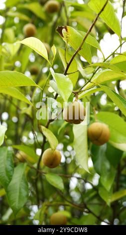 Plusieurs fruits de muscade jaunâtres suspendus à la branche, entourés de feuilles vertes luxuriantes et fraîches et avec un fond vert flou. Banque D'Images