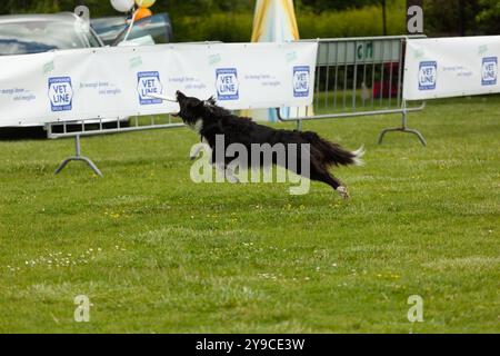 Montelupo Fiorentino, Italie - 07 mai 2017 : au parc Ambrogiana, les chiens et leurs propriétaires ont montré de nombreuses activités pour soutenir les activités de thérapie pour animaux de compagnie Banque D'Images