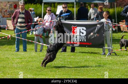 Montelupo Fiorentino, Italie - 07 mai 2017 : au parc Ambrogiana, les chiens et leurs propriétaires ont montré de nombreuses activités pour soutenir les activités de thérapie pour animaux de compagnie Banque D'Images