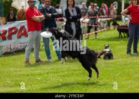 Montelupo Fiorentino, Italie - 07 mai 2017 : au parc Ambrogiana, les chiens et leurs propriétaires ont montré de nombreuses activités pour soutenir les activités de thérapie pour animaux de compagnie Banque D'Images