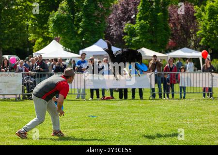 Montelupo Fiorentino, Italie - 07 mai 2017 : au parc Ambrogiana, les chiens et leurs propriétaires ont montré de nombreuses activités pour soutenir les activités de thérapie pour animaux de compagnie Banque D'Images