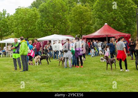 Montelupo Fiorentino, Italie - 07 mai 2017 : au parc Ambrogiana, les chiens et leurs propriétaires ont montré de nombreuses activités pour soutenir les activités de thérapie pour animaux de compagnie Banque D'Images