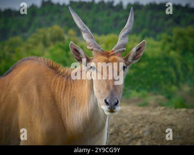 Potrait antilope du cap dans son habitat naturel. Détail de l'antilope de l'land (Tragelaphus oryx) dans son habitat naturel, Banque D'Images