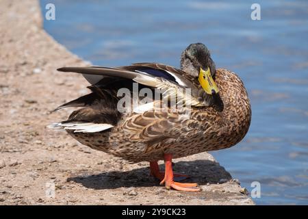 Gros plan d'un canard colvert (Anas platyrhynchos) debout au bord de l'eau montrant des détails de plume Banque D'Images