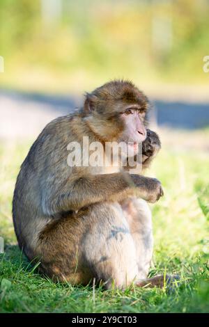 Macaque barbarie, singe rhésus, faune d'Afrique du Nord, habitat jungle Banque D'Images