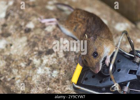 Campagnard sauvage mort (Microtus agrestis) capturé dans un piège à souris dans un jardin de la région centrale, Écosse. ROYAUME-UNI Banque D'Images