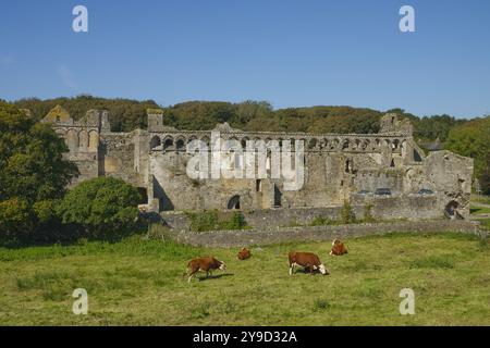 Ruines du palais des évêques, cathédrale St Davids, St Davids, Pembrokeshire, pays de Galles. Banque D'Images