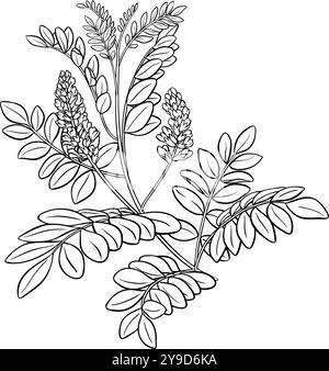 Plante de réglisse avec illustration de contour de fleurs Illustration de Vecteur