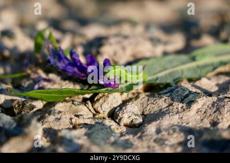 Fleur pourpre chenille. Petite chenille gros plan sur le fond d'une fleur. Photo de haute qualité Banque D'Images