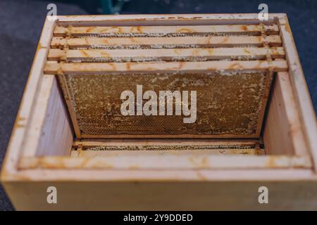 Récolte du miel - collecte du miel des nids d'abeilles. miel naturel goutte à goutte. Photo de haute qualité Banque D'Images