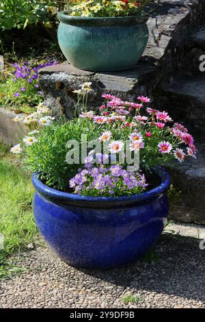 Pots de fleurs colorées Banque D'Images