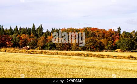 Dundee, Tayside, Écosse, Royaume-Uni. 10 octobre 2024. Météo britannique : le soleil froid de l'automne offre une vue magnifique sur les champs d'orge à whisky récoltés et le paysage de Dundee Strathmore Valley et Sidlaw Hills en Écosse. Crédit : Dundee Photographics/Alamy Live News Banque D'Images