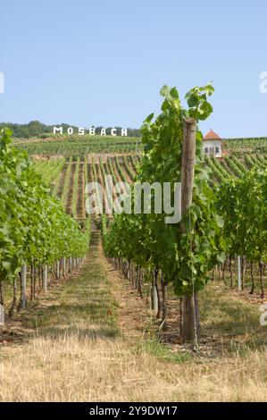 Arthur Metz vignoble, Marlenheim, Alsace, France Banque D'Images