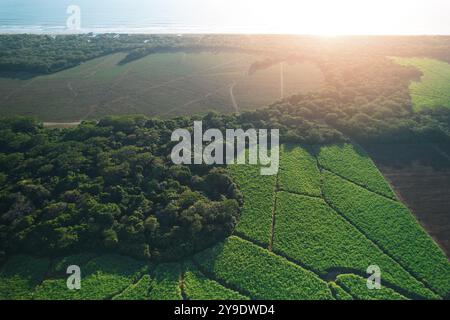 Champs de prairies vertes à côté de la plage de l'océan vue aérienne drone Banque D'Images