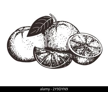 Composition de style de gravure des oranges. Des agrumes entiers et des morceaux reposent sur la table. Vecteur lineart pour le menu et l'emballage. Encre monochrome illustr Illustration de Vecteur