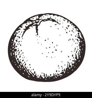 Vecteur dessiné à la main orange. Croquis monochromes d'agrumes. Gravure de dessins de style. Croquis à l'encre linéaire de fruits entiers. Illustration de Vecteur