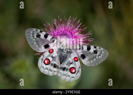 Papillon Apollon Banque D'Images