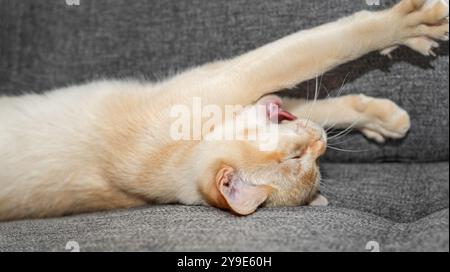 Adorable chaton Birman sur le canapé. Chat mignon dort doucement sur le canapé. Banque D'Images