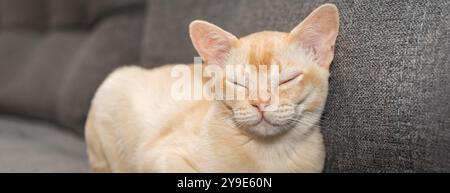 Adorable chaton Birman sur le canapé. Chat mignon dort doucement sur le canapé. Banque D'Images