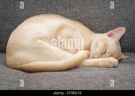 Adorable chaton Birman sur le canapé. Chat mignon dort doucement sur le canapé. Banque D'Images