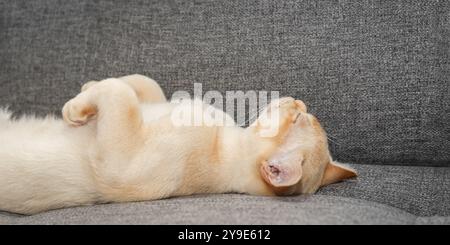 Adorable chaton Birman sur le canapé. Chat mignon dort doucement sur le canapé. Banque D'Images