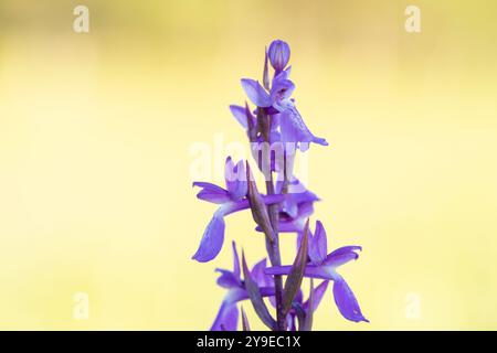 Orchidée de BOG (Anacamptis palustris). Anacamptis palustris Jacq. Synonymes Orchis palustris photo : Magnus Martinsson / TT / code 2734 Banque D'Images