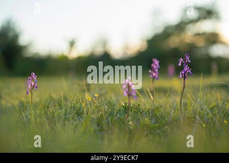 Orchidée de BOG (Anacamptis palustris). Anacamptis palustris Jacq. Synonymes Orchis palustris photo : Magnus Martinsson / TT / code 2734 Banque D'Images