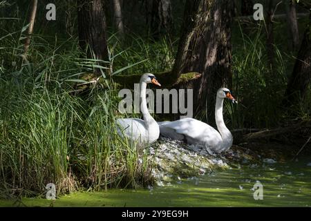 Höckerschwan, Höcker-Schwan, Schwan, Cygnus olor, Mute Swan, cygne tuberculé, Cygne muet Banque D'Images