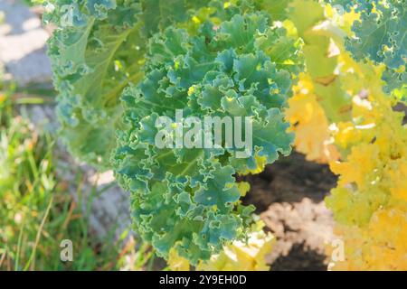 La salade pousse dans le jardin rustique. Feuille de chou frisé dans l'agriculture. Feuilles de chou frisé vitaminé. Ingrédient végétalien. Culture de Brassica vert. Banque D'Images