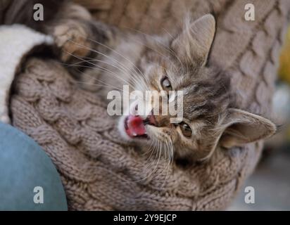 Un chaton mignon miaule de gros plan. Une fille portant un pull tricoté tient un chaton dans ses bras. Banque D'Images