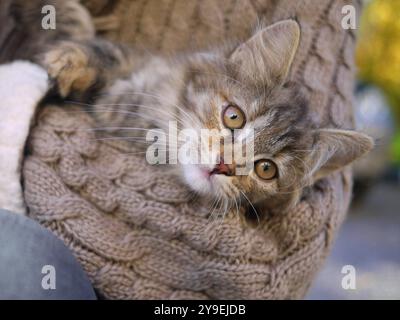 Un joli gros plan de chaton. Une fille portant un pull tricoté tient un chaton dans ses bras. Banque D'Images