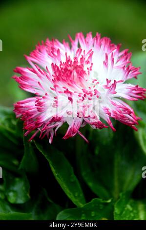 Fleur unique rouge et blanche Bellis Perennis 'Habanera Rose' exposée dans un jardin de campagne anglais, Lancashire, Angleterre, Royaume-Uni Banque D'Images