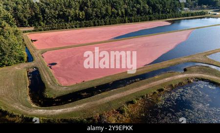 Photographie aérienne de tourbières de canneberges et récolte dans le centre du Wisconsin par un beau matin d'automne. Banque D'Images