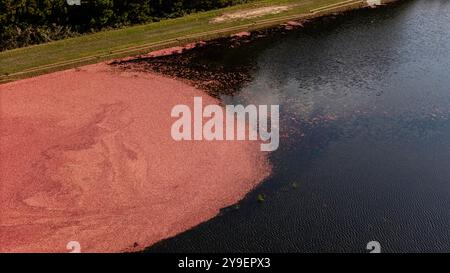 Photographie aérienne de tourbières de canneberges et récolte dans le centre du Wisconsin par un beau matin d'automne. Banque D'Images