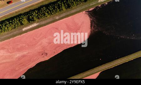 Photographie aérienne de tourbières de canneberges et récolte dans le centre du Wisconsin par un beau matin d'automne. Banque D'Images