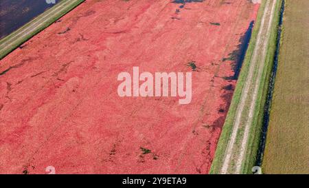 Photographie aérienne de tourbières de canneberges et récolte dans le centre du Wisconsin par un beau matin d'automne. Banque D'Images