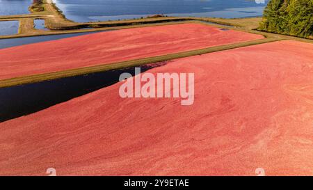 Photographie aérienne de tourbières de canneberges et récolte dans le centre du Wisconsin par un beau matin d'automne. Banque D'Images